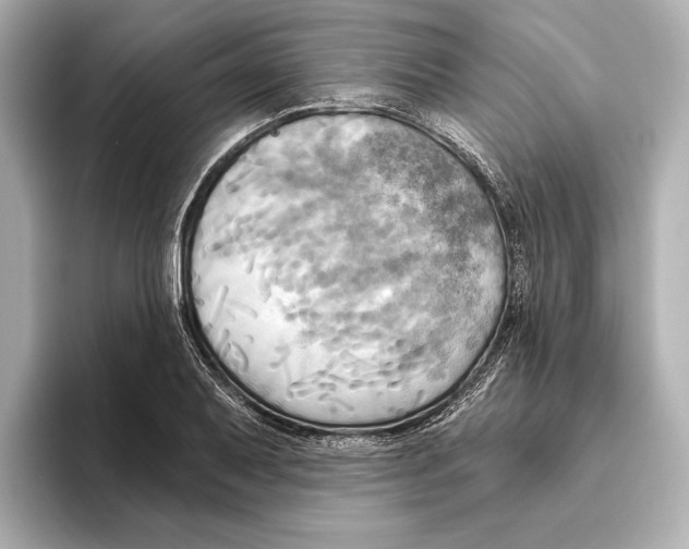 X0000095681079200802051246