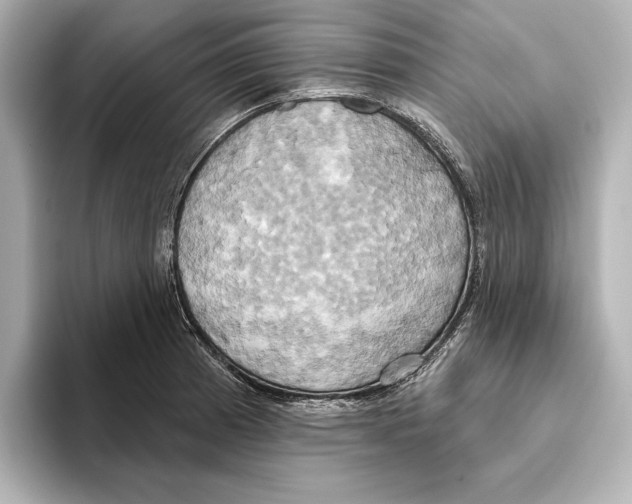 X0000095681185200802051245