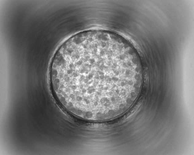 X0000095681375200802051242