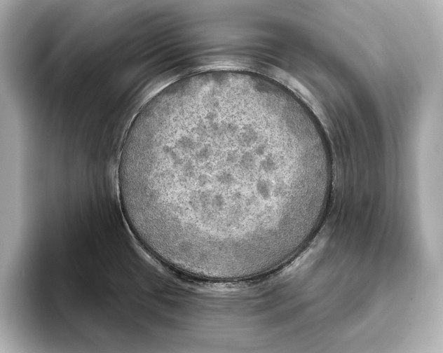 X0000095681433200802051242