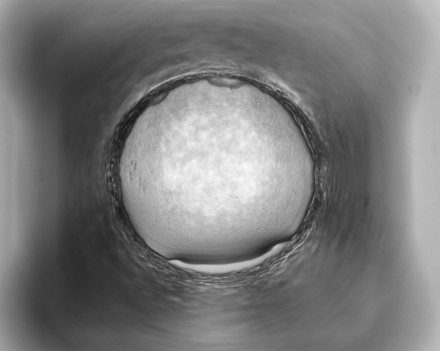 X0000095681496200802051240