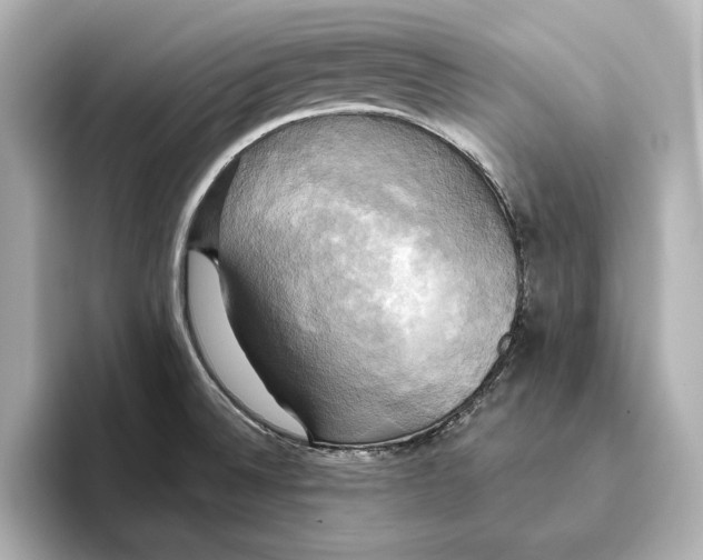 X0000095681524200802051240