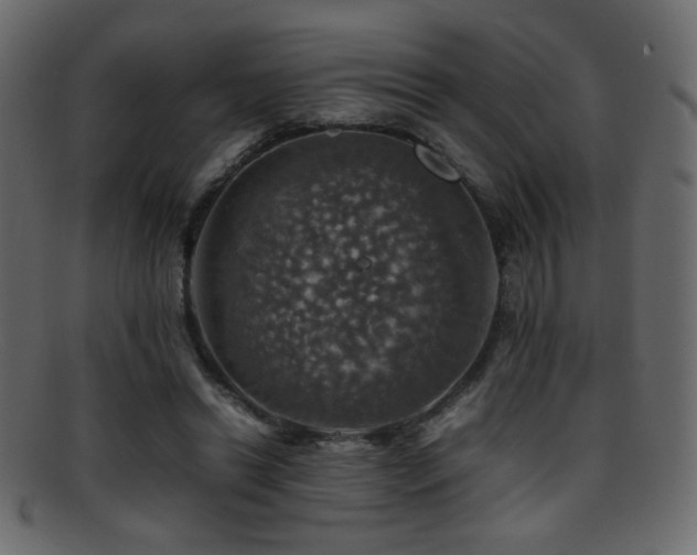 X0000095690446200801081251