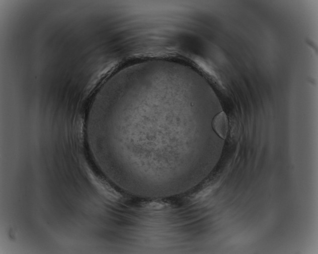 X0000095690542200801081250