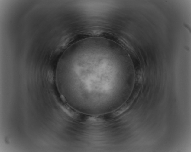 X0000095690568200801081250