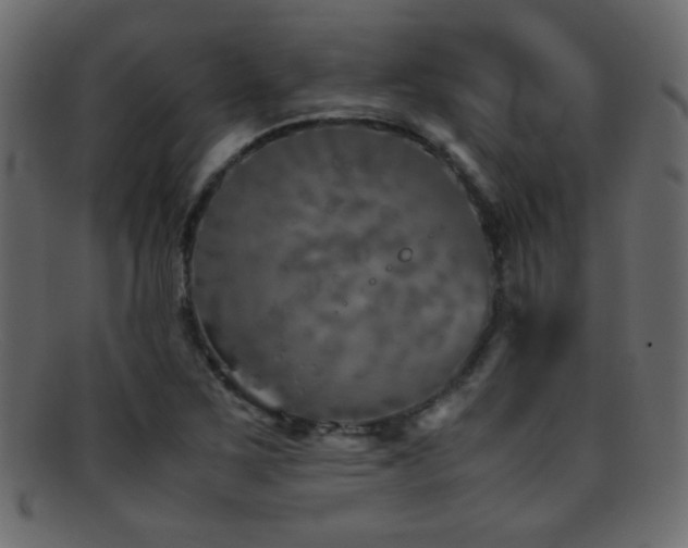 X0000095691267200801081240