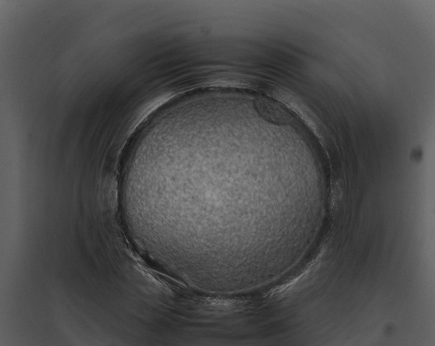 X0000095690829200801151146