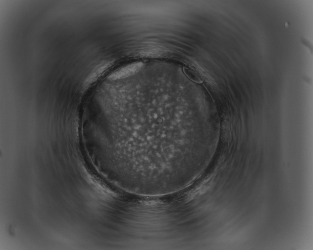 X0000095690446200801221251