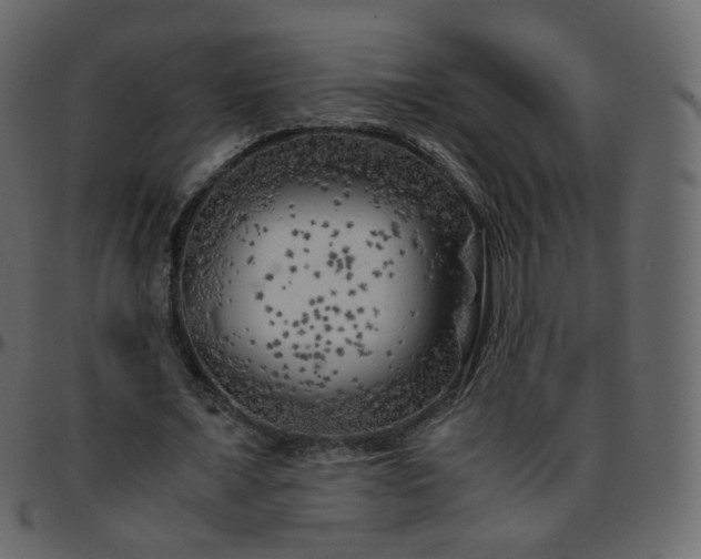 X0000095690675200801221248