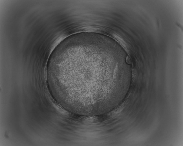 X0000095690891200801221245