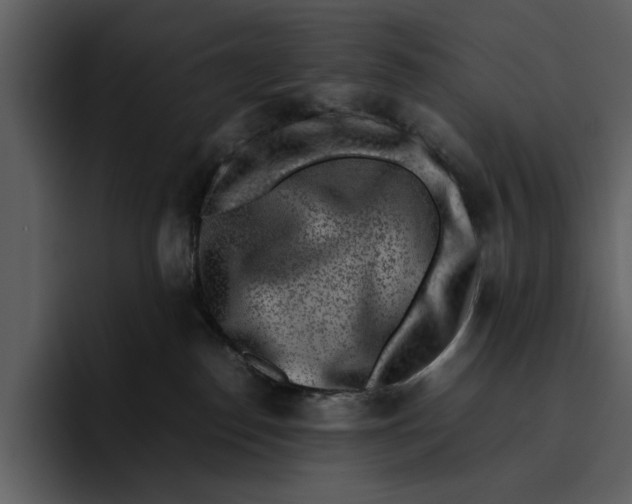 X0000095690186200801291224