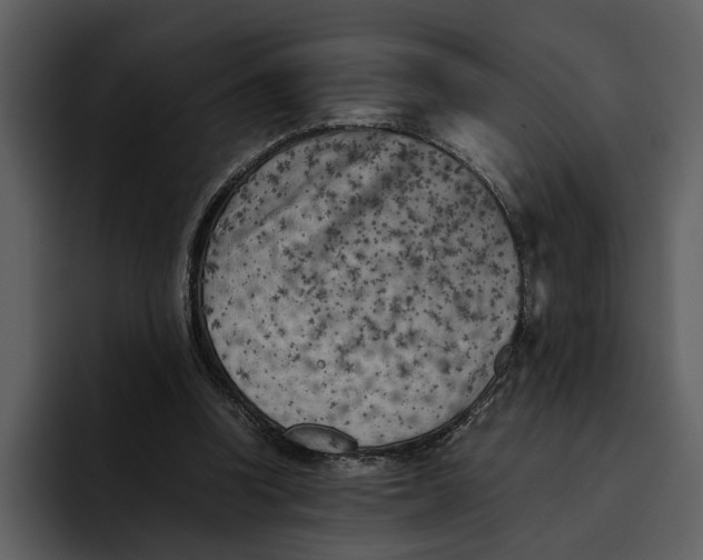 X0000095690346200801291221