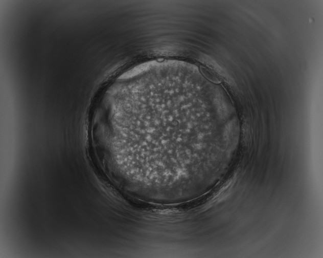 X0000095690446200801291220