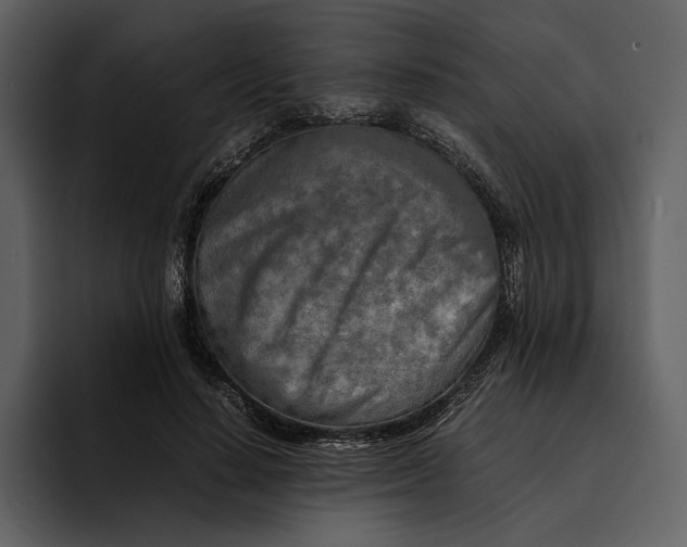 X0000095690644200801291218