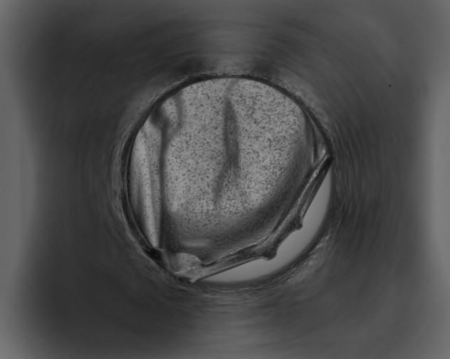 X0000095690673200801291218