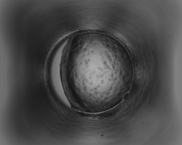 X0000095690680200801291217