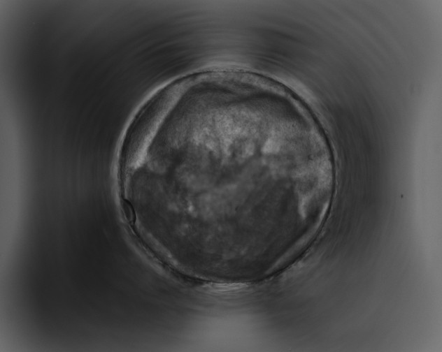 X0000095690864200801291216