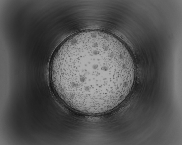 X0000095690890200801291215