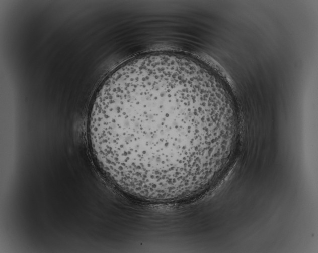 X0000095690937200801291214