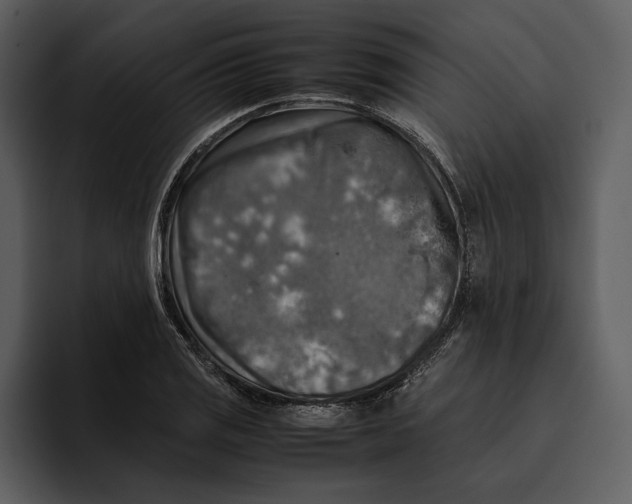 X0000095691125200801291212