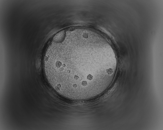 X0000095691259200801291210