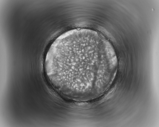 X0000095690446200802051316