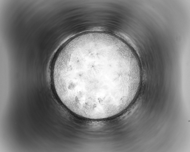 X0000095690835200802051311