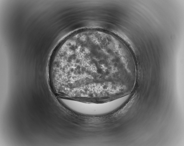 X0000095690935200802051309