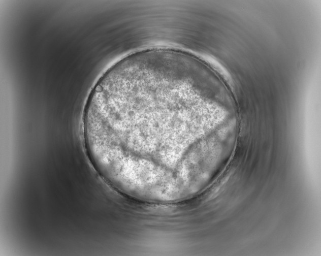 X0000095691287200802051305