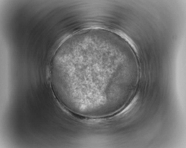 X0000095691385200802051303