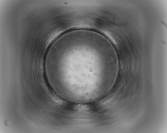 X0000095880487200801111136
