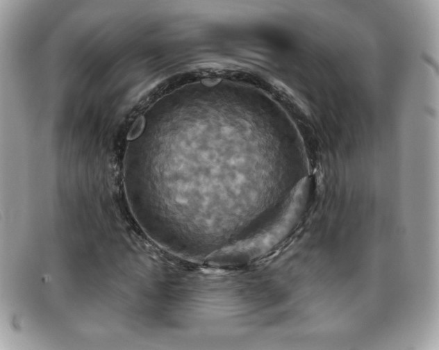X0000095880822200801111131