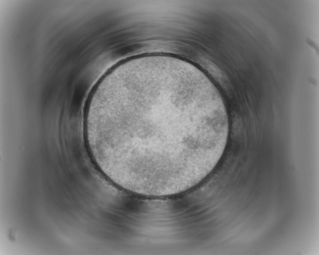 X0000095880836200801111131