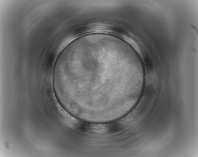 X0000095881338200801111125