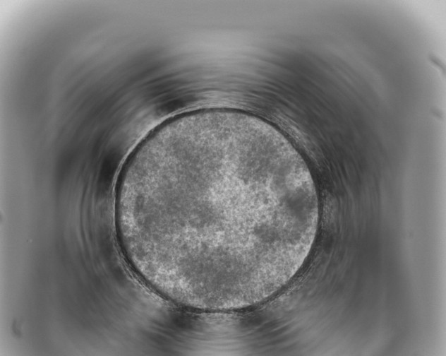 X0000095880836200801251138