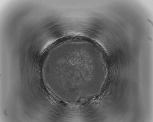 X0000095880919200801251137