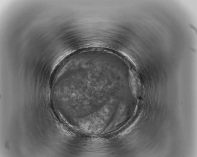 X0000095881117200801251134