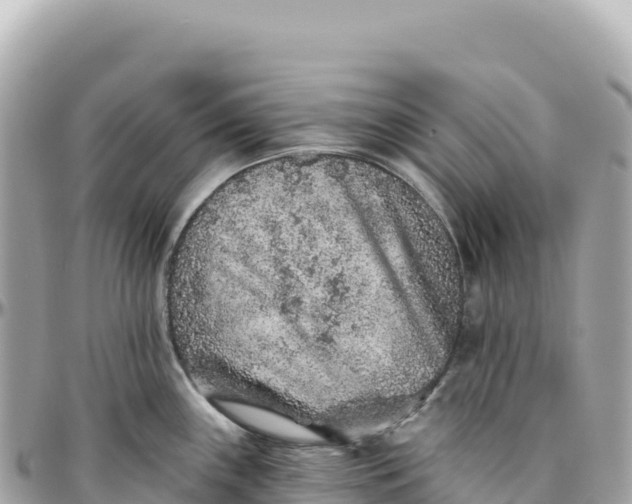 X0000095881243200801251133