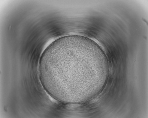 X0000095881294200801251132