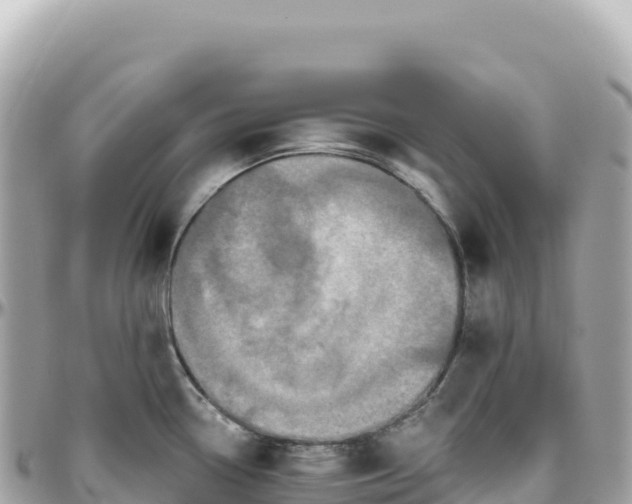 X0000095881338200801251132