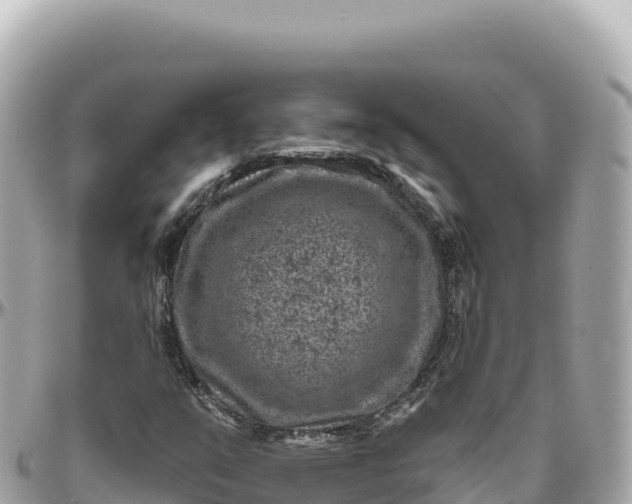 X0000095881351200801251131