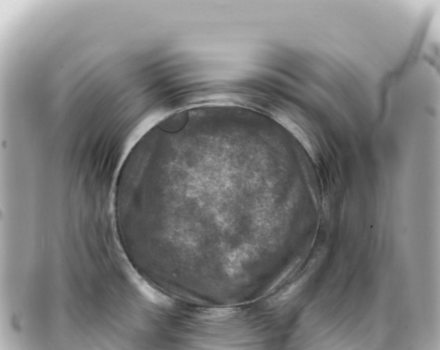 X0000095881482200801251129