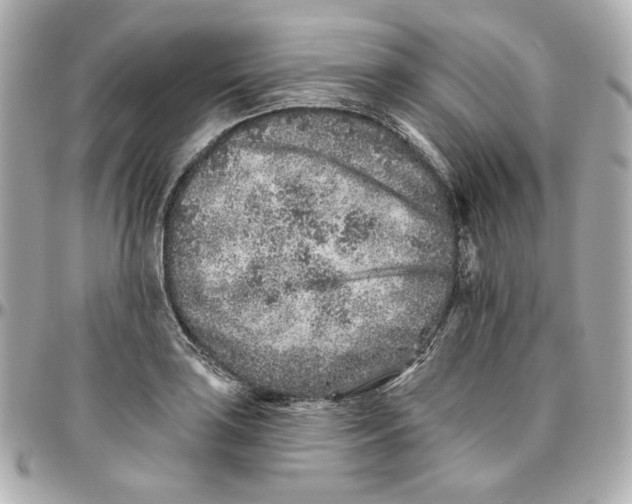 X0000095881035200802011039