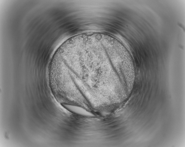 X0000095881243200802011037