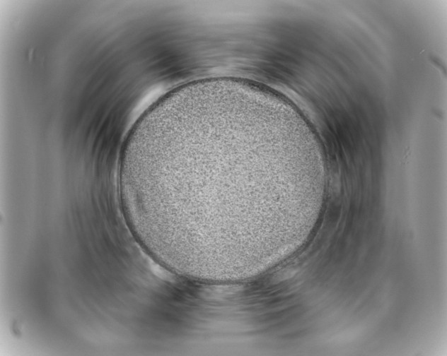 X0000095881294200802011035