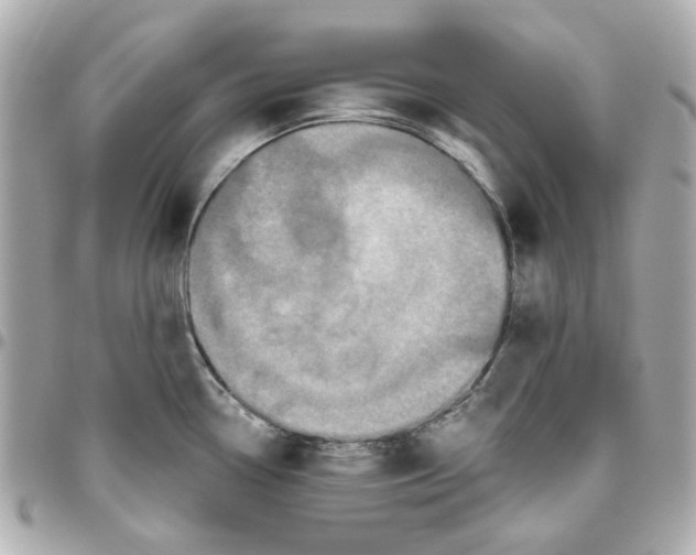 X0000095881338200802011035