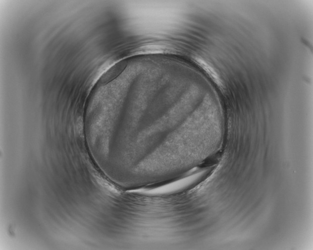 X0000095881465200802011033