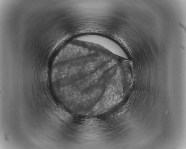 X0000095880396200802081100