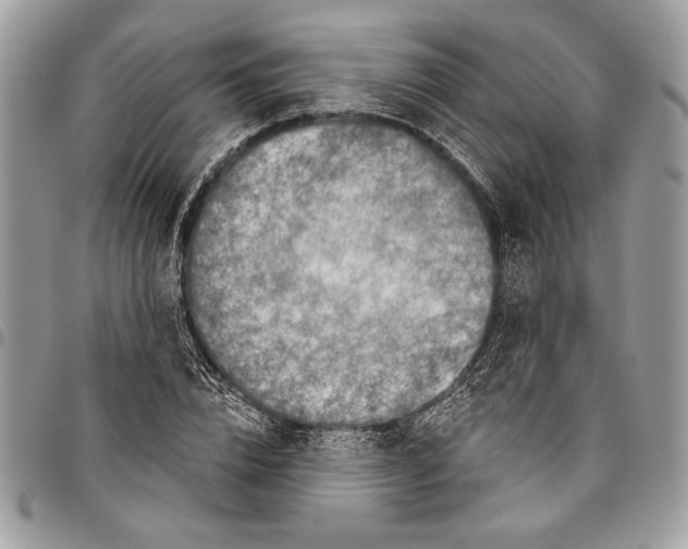 X0000095880832200802081052