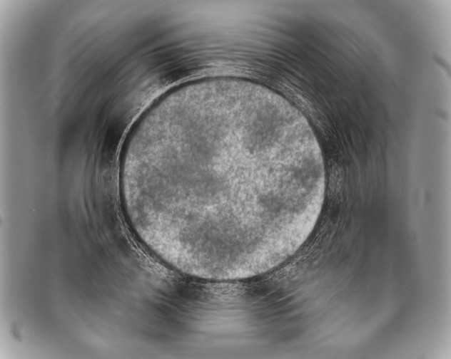 X0000095880836200802081052